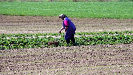 Rząd obiecuje pomoc rolnikom, którym wymarzły uprawy