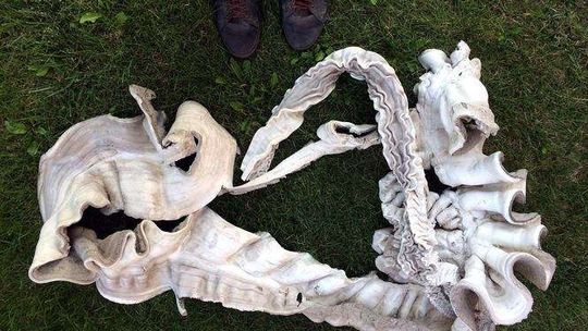 "Rzeczy, które nie należą do nikogo" - wystawa w Labiryncie