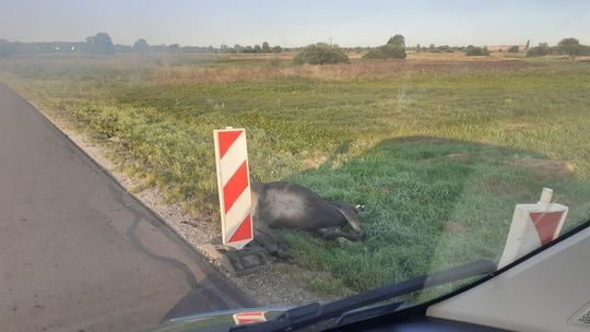 Rzeczyca. Droga zablokowana. Objazdy po zderzeniu z łosiem