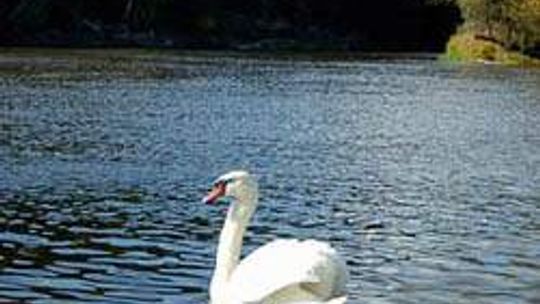 Rzeka Bug (nr 5) - 1 głos