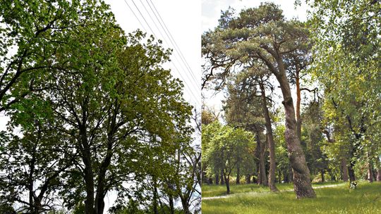 Są drzewa, będą pomniki przyrody. Mają nawiązywać do żydowskiej przeszłości miasta