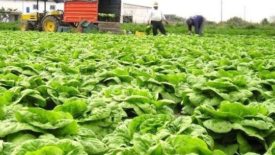 Są pieniądze dla młodych rolników. Ale chętnych brak