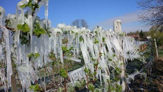 Są pieniądze do wzięcia, ale chętnych brak. Rolnicy mogą ubiegać się o pomoc