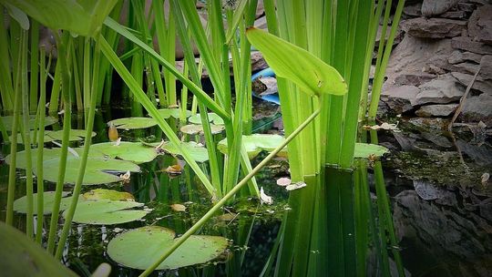Są pieniądze na budowę oczek wodnych. W woj. lubelskim zainteresowanie ogromne