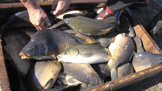 Są pieniądze. Na ryby