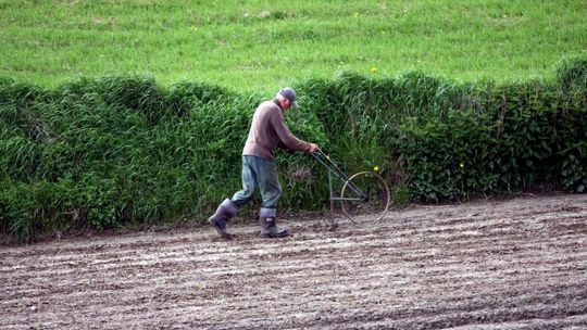 Są pieniądze z UE dla rolników. Tych zrzeszonych