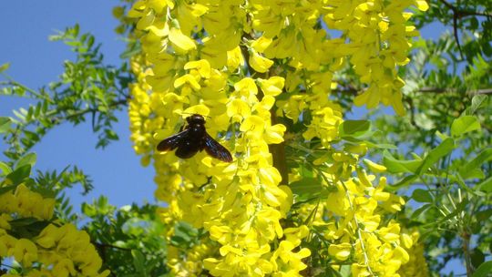 Są pod ochroną, nie można ich łapać ani zabijać. Czarne pszczoły wróciły
