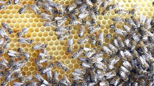 Są straty w pasiekach. Miodu może być mniej