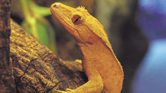 Są z Karaibów, Indonezji i Australii. Przyjechały do Zamościa z Wrocławia 