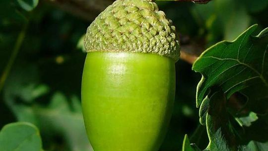 Są żołędzie – nie będzie biegunki