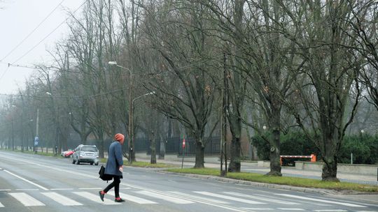 Sąd nie zatrzyma wycinki drzew przy Al. Racławickich w Lublinie. Ale obrońcy zieleni zwierają szeregi
