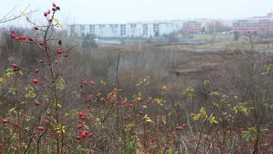 Sąd wydał wyroki w sprawie górek czechowskich