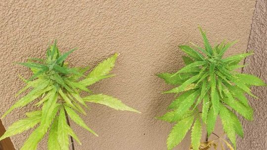 Sadził pomidorki i… 2- metrowe konopie