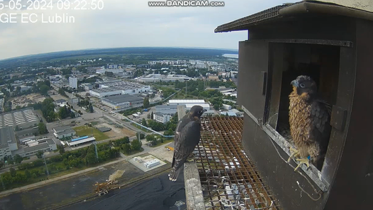 Saga o Wrotkowskich się rozkręca. Borowy wyleciał z gniazda