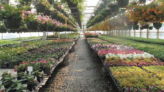 Saksy zimą? Nie ma przeciwwskazań