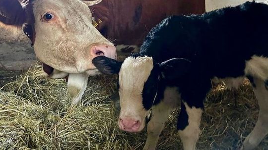 Sama słodycz. Nowy mieszkaniec lubelskiego skansenu