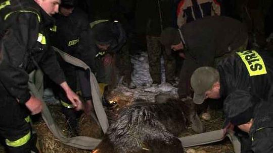 Samica łosia została uśpiona, druga w ciężkim stanie