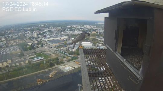 Samica sokoła przed gniazdem na kominie, ale to nie Wrotka. Co dalej z sokołami?