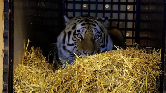 Samica tygrysa amurskiego nową atrakcją zoo w Zamościu [zdjęcia]