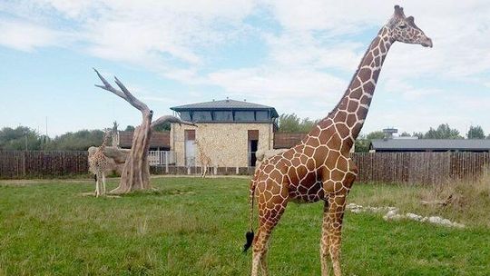 Samiec żyrafy nie dożył otwarcia ZOO w Zamościu
