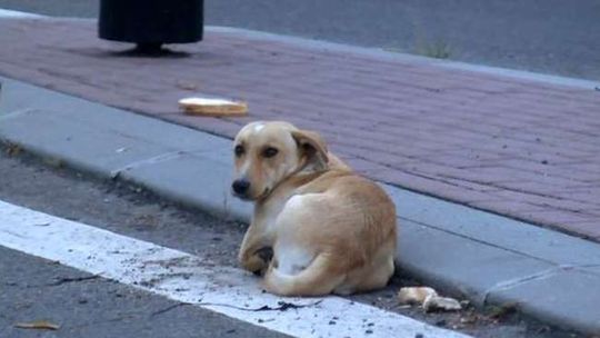 Samochód się zatrzymuje, kierowca wyrzuca psa z bagażnika. Kobieta zapisała numery