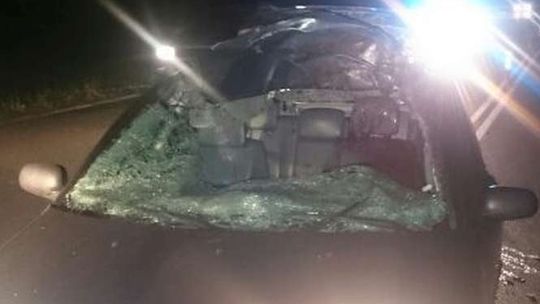 Samochód uderzył w łosia, ranny kierowca