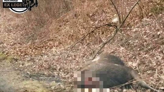 Samochód zderzył się z łosiem. Ktoś odciął głowę zwierzęcia