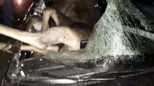 Samochód zderzył się z łosiem. Zwierzę wpadło do środka, kierowca miał sporo szczęścia