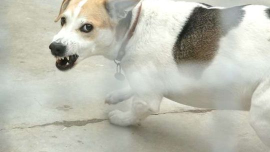 Sanepid policzył. Psy gryzą częściej, nietoperze też mogą być groźne