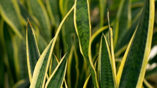 Sansewieria - 3 powody, dla których warto ją mieć