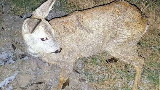 Sarenka na zamarzniętym stawie. Strażacy ruszyli na pomoc