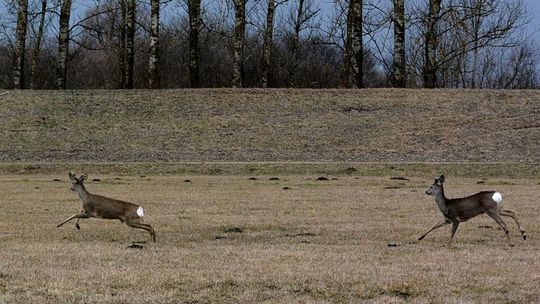 Sarny chcą sobie polatać, ale te z lotniska w Świdniku do odstrzału