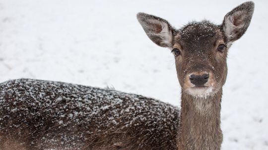 Sarny padają pod płotami. Trzy przypadki w krótkim odstępie czasu