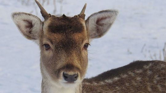 Sarny z lotniska w Świdniku uciekną z celownika? Zarządca terenu chce strzelać, samorząd nie