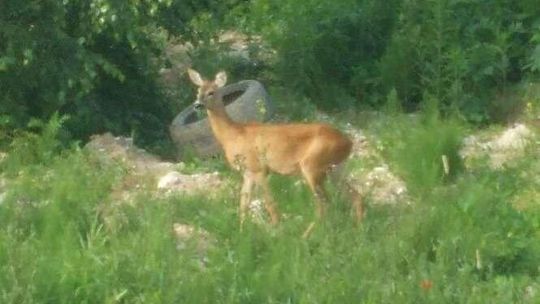 Sarny zadomowiły się na Wrotkowie