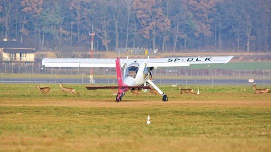 Sarny zamieszkały na lotnisku w Świdniku. I jest kłopot