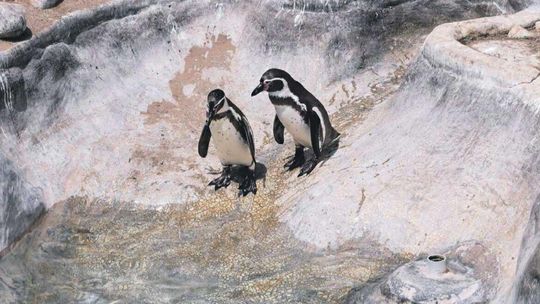Sceny z życia pingwinów. Już niedługo w zamojskim ZOO