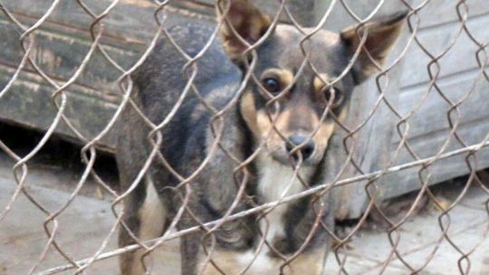 Schronisko dla psów w Zamościu: Zaadoptuj czworonoga