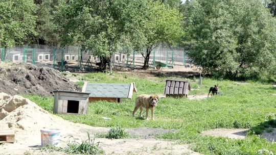 Schronisko dla zwierząt modernizuje wybiegi i prosi o pomoc