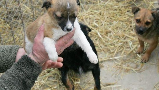 Schronisko dla zwierząt powstanie w pow. łukowskim