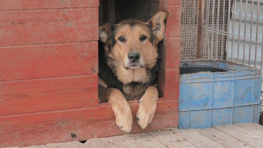 Schronisko dla zwierząt w Krzesimowie ma jeszcze rok. "Nasza sytuacja jest fatalna"