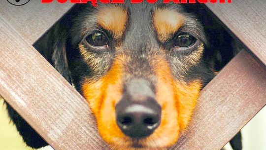 Schronisko dla zwierząt w Krzesimowie potrzebuje pomocy