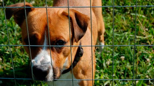 Schronisko dla zwierząt w Zamościu walczy o głosy internautów