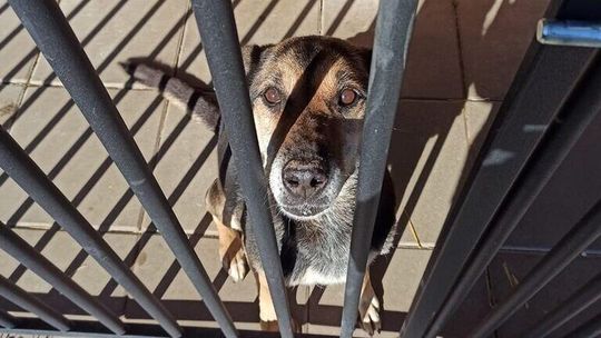 Schronisko nie dostało imienia, ale jest już nowa kierownik