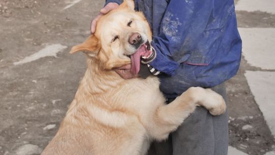 Schronisko w Krzesimowe w likwidacji. Stowarzyszenie chce prowadzić staruszkowo