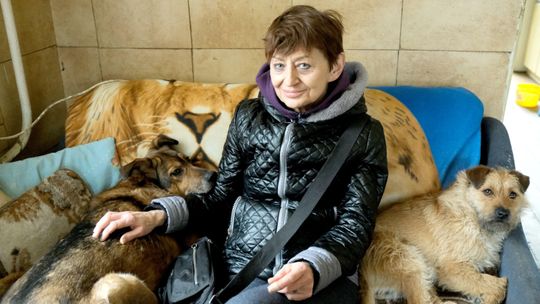 Schronisko w Krzesimowie do likwidacji. Starszych psów nikt nie chce adoptować [ZDJĘCIA]