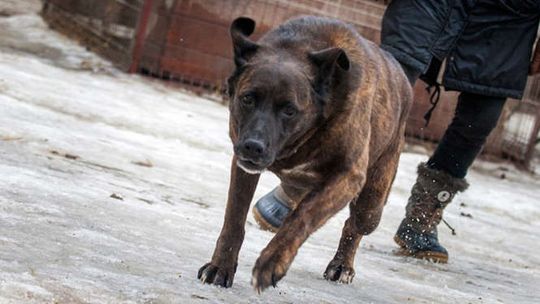 Schronisko w Krzesimowie nie przestanie działać z końcem roku