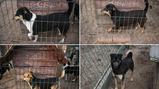 Schronisko w Rachowie Starym: Zabierz psa do domu