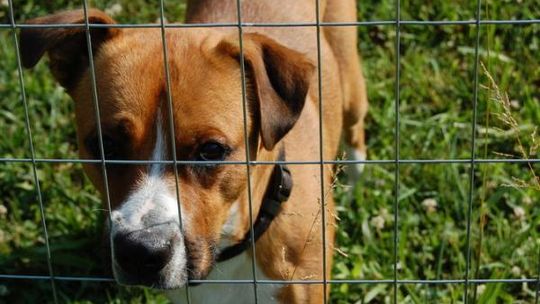 Schronisko w Zamościu prosi o wsparcie