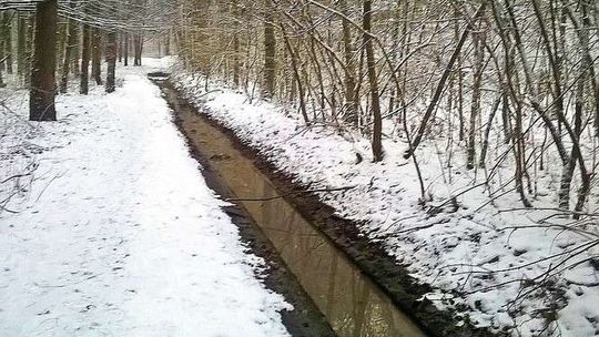 Ścieki w lesie. Urząd tłumaczy, że przyniósł je deszcz